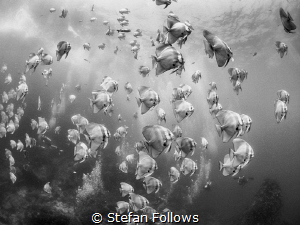 Of Angels and Bubbles ...

Longfin Batfish - Platax tei... by Stefan Follows 